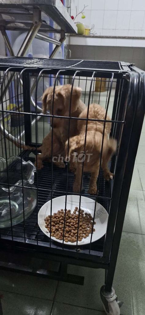 Mua 2 bé tặng lồng như hình. Mua bán Chó tại Huyện Long Thành Đồng Nai được đăng bởi Rio huỳnh nhân hình 5