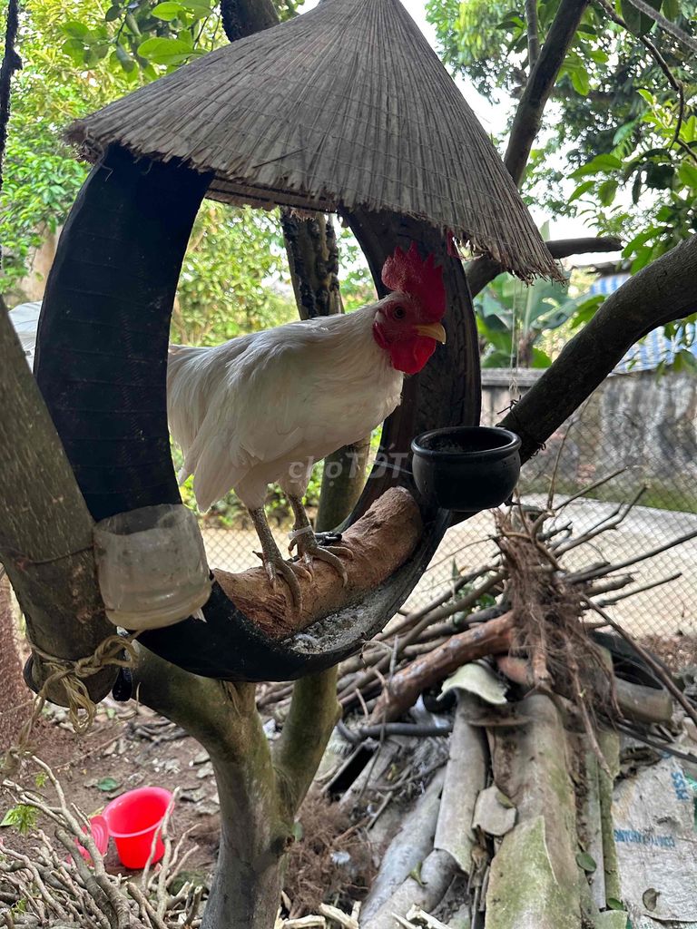 Gà tre Bắc Bân trống. Mua bán Gà tại Huyện Phú Xuyên Hà Nội được đăng bởi Thanh nguyen hình 1