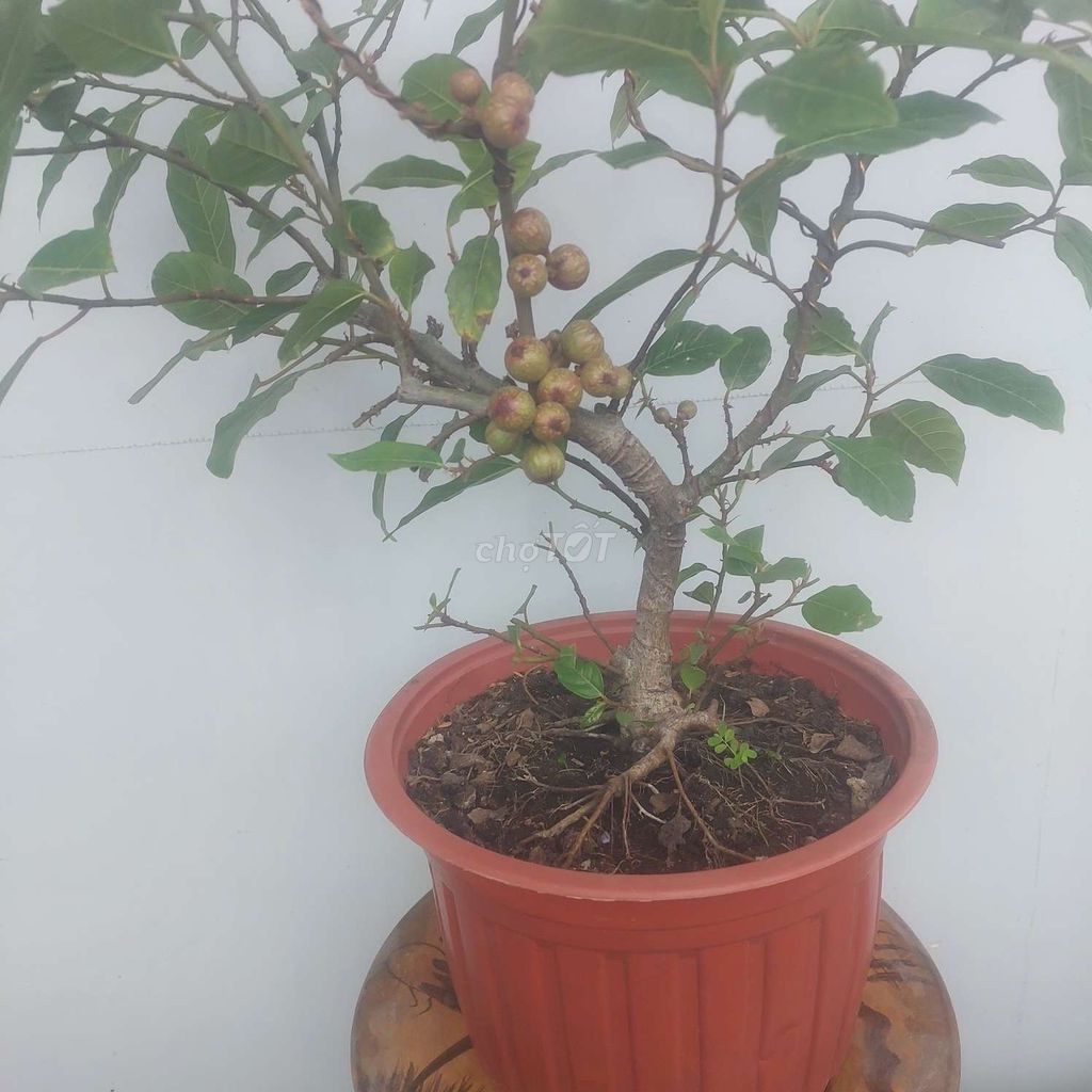 Sung trái bonsai