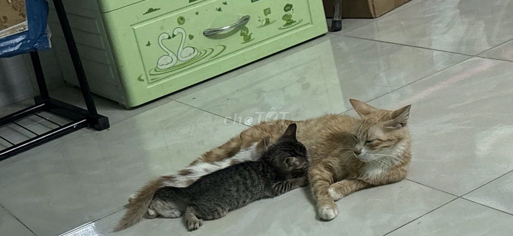 Mèo Xám tiêu Cái. Mua bán Mèo tại Quận Gò Vấp Tp Hồ Chí Minh được đăng bởi ho thi thuy linh hình 1