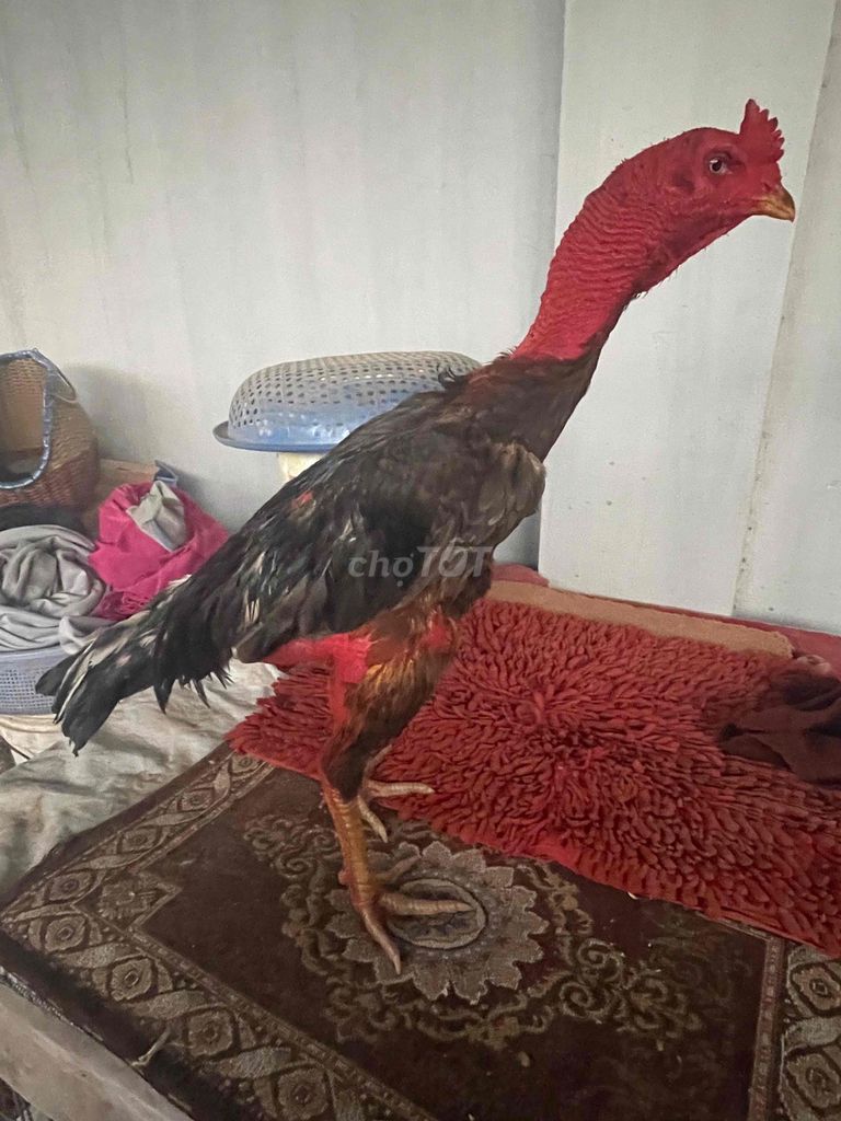 Gà chọi Xám khoang 3,1kg. Mua bán Gà tại Huyện Hòa Thành Tây Ninh được đăng bởi Truong  Chi Hung hình 1