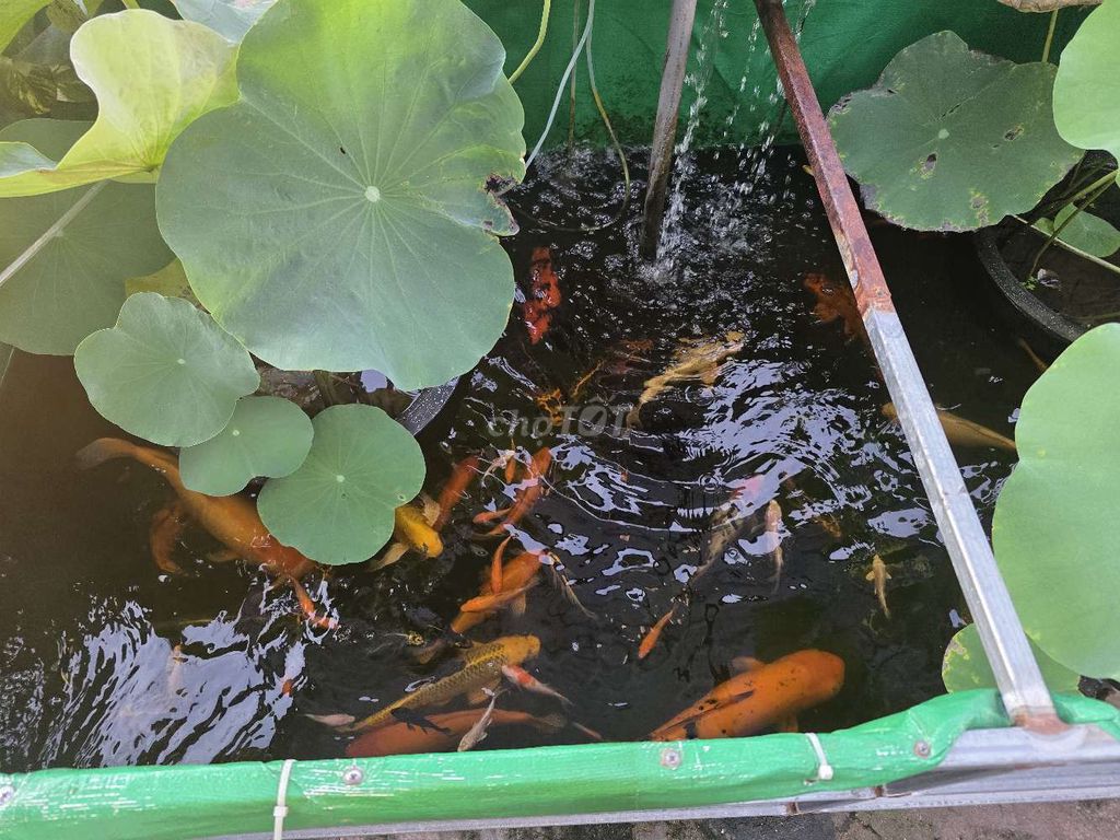 Cá Koi nhiều màu, cá mập cảnh. Mua bán Thú cưng khác tại Quận Liên Chiểu Đà Nẵng được đăng bởi Hùng hình 1