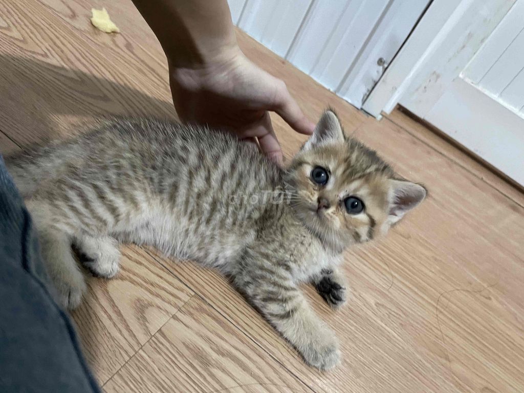 Mèo Silver tabby, Golden hơn 2 tháng. Mua bán Mèo tại Thành phố Thủ Đức Tp Hồ Chí Minh được đăng bởi Phương Thảo Lê hình 1