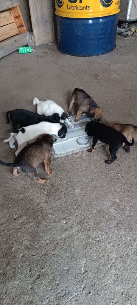 Chó Cỏ Việt Nam Đa sắc Đã tiêm. Mua bán Chó tại Huyện Hóc Môn Tp Hồ Chí Minh được đăng bởi Thanh Hoài hình 1