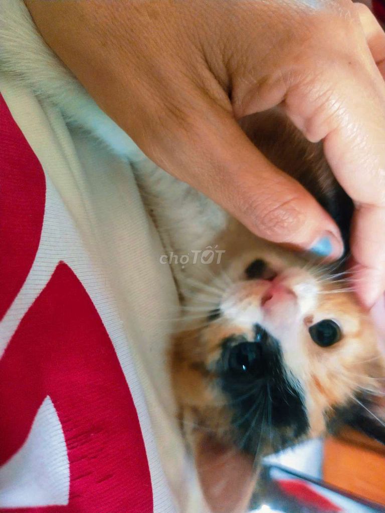 Mèo anh lông ngắn tam thể. Mua bán Mèo tại Quận Tân Bình Tp Hồ Chí Minh được đăng bởi Cá dĩa Như Ý hình 4