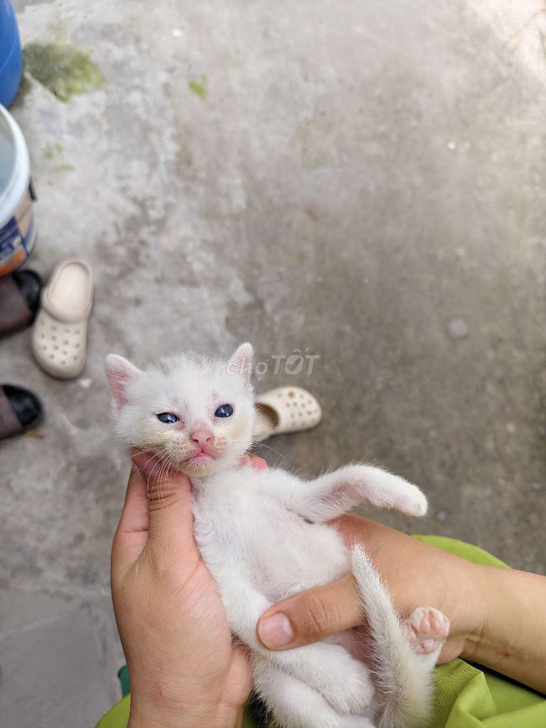 Mèo con aln*bengal 2 tháng tuổi . Mua bán Mèo tại Thành phố Thủ Đức Tp Hồ Chí Minh được đăng bởi Bảo Nghi hình 1