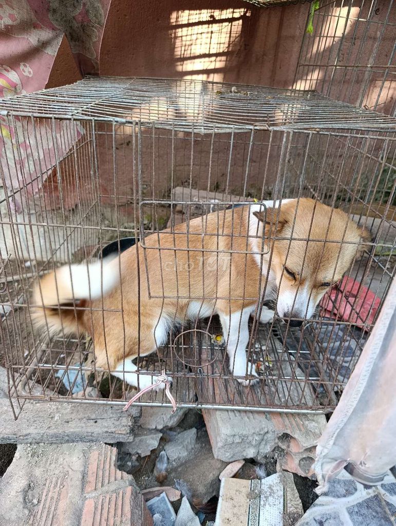 Chó cái 5kg màu Nâu trắng. Mua bán Chó tại Thành phố Biên Hòa Đồng Nai được đăng bởi Hoàng Hải 334 hình 1