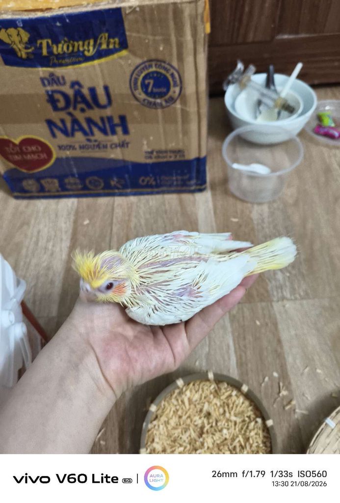 Chim non trắng vàng. Mua bán Chim tại Quận Hai Bà Trưng Hà Nội được đăng bởi Shop chim cảnh hình 1