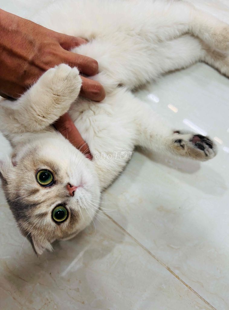 Mèo Trắng Xám vài tháng tuổi đã tiêm đủ. Mua bán Mèo tại Quận 3 Tp Hồ Chí Minh được đăng bởi Fish hình 1