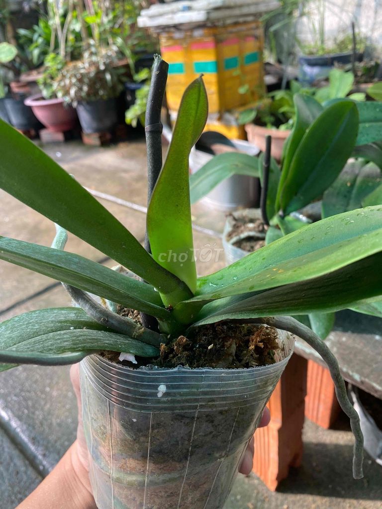 Thanh lý hồ điệp con tím. Mua bán Cây cảnh, đồ trang trí tại Quận 12 Tp Hồ Chí Minh được đăng bởi Mr Thông hình 1