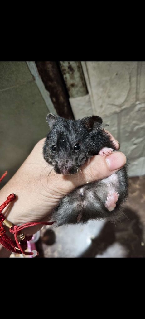 Chuột Hamster Bear xù đen. Mua bán Thú cưng khác tại Thị xã Tân Uyên Bình Dương được đăng bởi mi mi hình 1