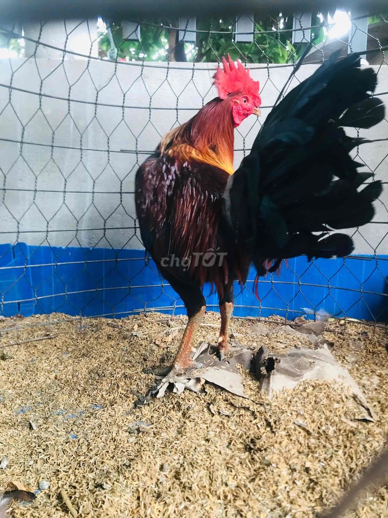 Gà Vàng lá 2.8kg trên 8 tháng. Mua bán Gà tại Huyện Mang Thít Vĩnh Long được đăng bởi Hưng Quoc hình 1