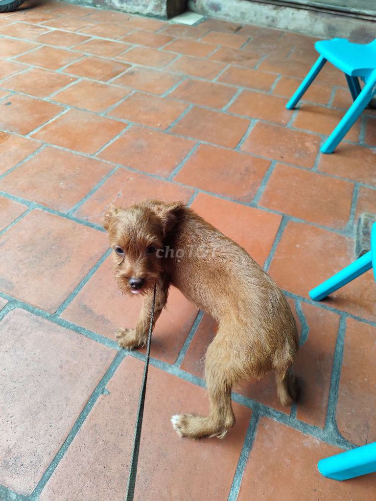 Chó poodle lai. Mua bán Chó tại Huyện Yên Phong Bắc Ninh được đăng bởi Huyen Nguyen hình 5