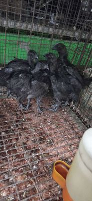 9 chú gà cổ trọc ,. Mua bán Gà tại Thành phố Thủ Đức Tp Hồ Chí Minh được đăng bởi Gà Cảnh Bình Dương