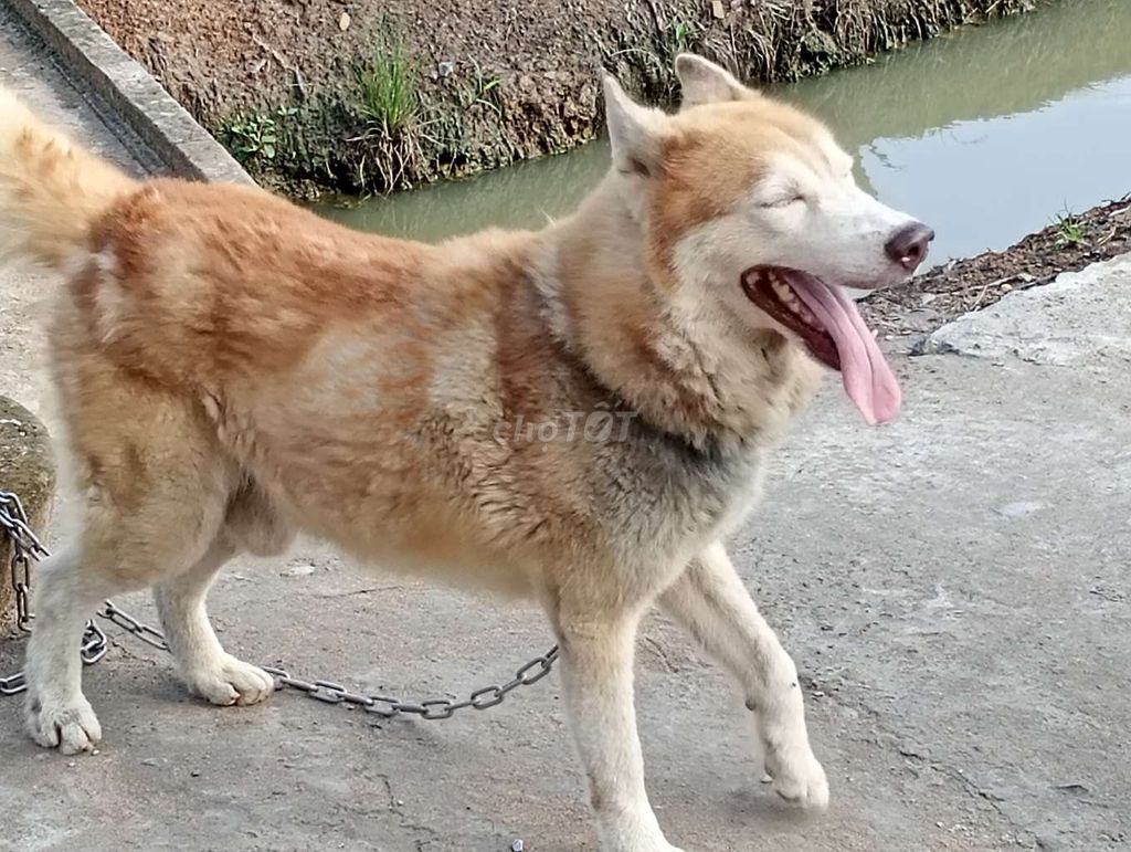 Chó Husky Đực Nâu trắng Hiền lành. Mua bán Chó tại Thị xã Gò Công Tiền Giang được đăng bởi Nhân Rottweiler  hình 1