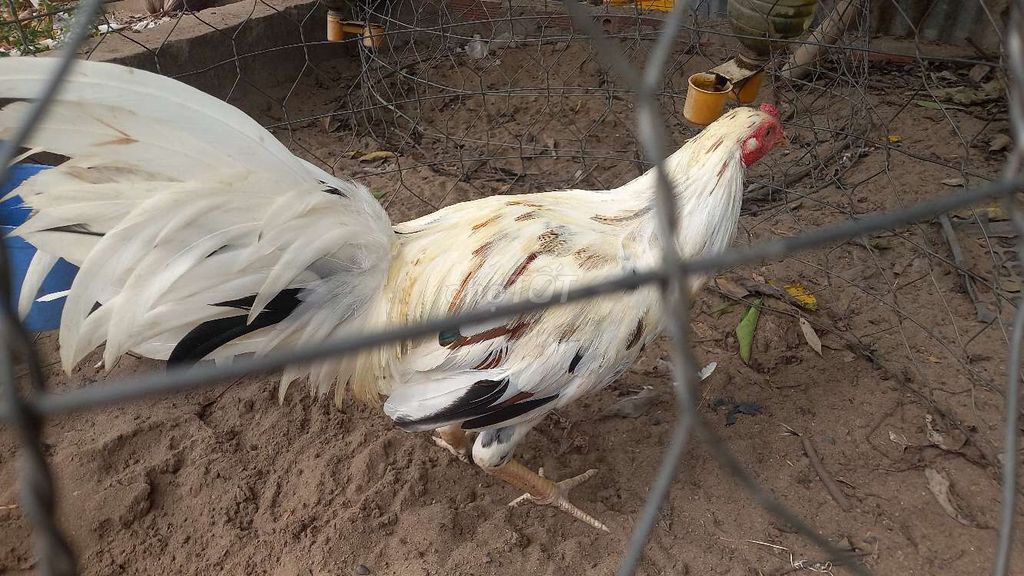 Gà úa tơ hiện 2 kg. Mua bán Gà tại Huyện An Phú An Giang được đăng bởi bảo đồ si  hình 1