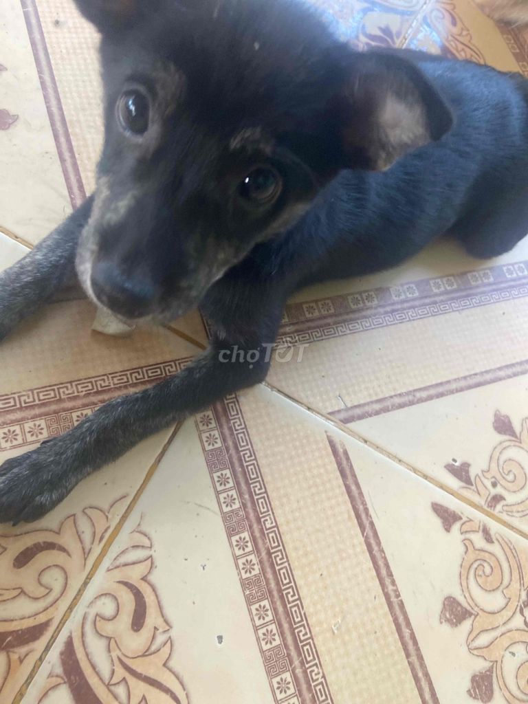 Chó Đen Nâu. Mua bán Chó tại Thành phố Bà Rịa Bà Rịa - Vũng Tàu được đăng bởi Huỳnh Nhật hoàng hình 1