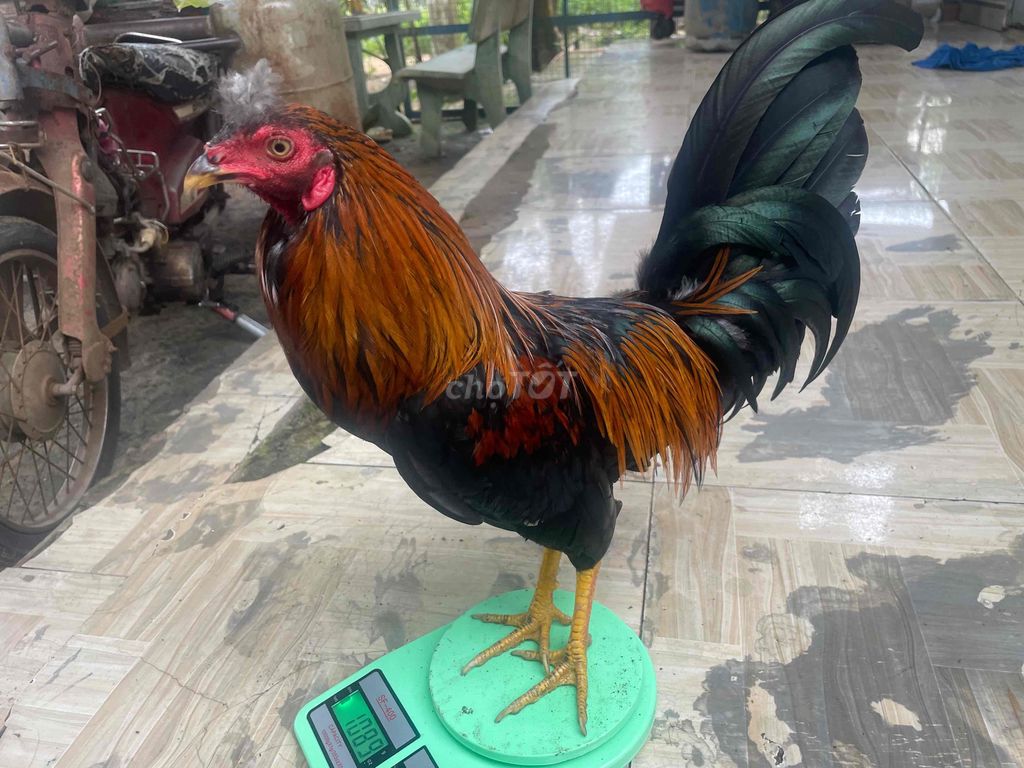 lai mỹ nặng tốc độ máu lửa