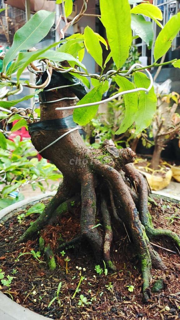 Gốc mai bonsai cực đẹp  2.5tr