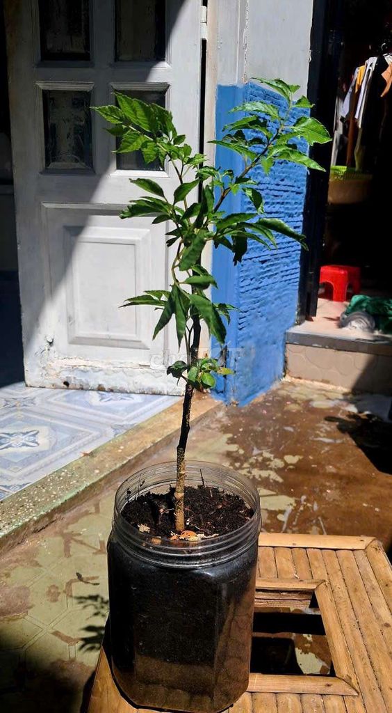 Chậu cây đồng giá. Mua bán Cây cảnh, đồ trang trí tại Quận 4 Tp Hồ Chí Minh được đăng bởi Khánh Ngân hình 1