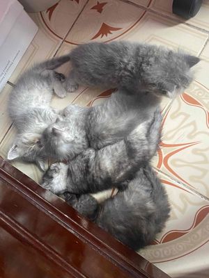 Cần bán mèo nhà đẻ (1-2tr). Mua bán Mèo tại Quận Long Biên Hà Nội được đăng bởi Quỳnh Liên