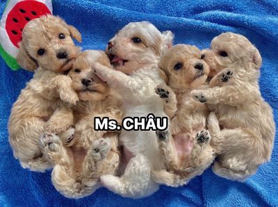 Tìm nhà mới cho các bé chó  Poodle thuần chủng.