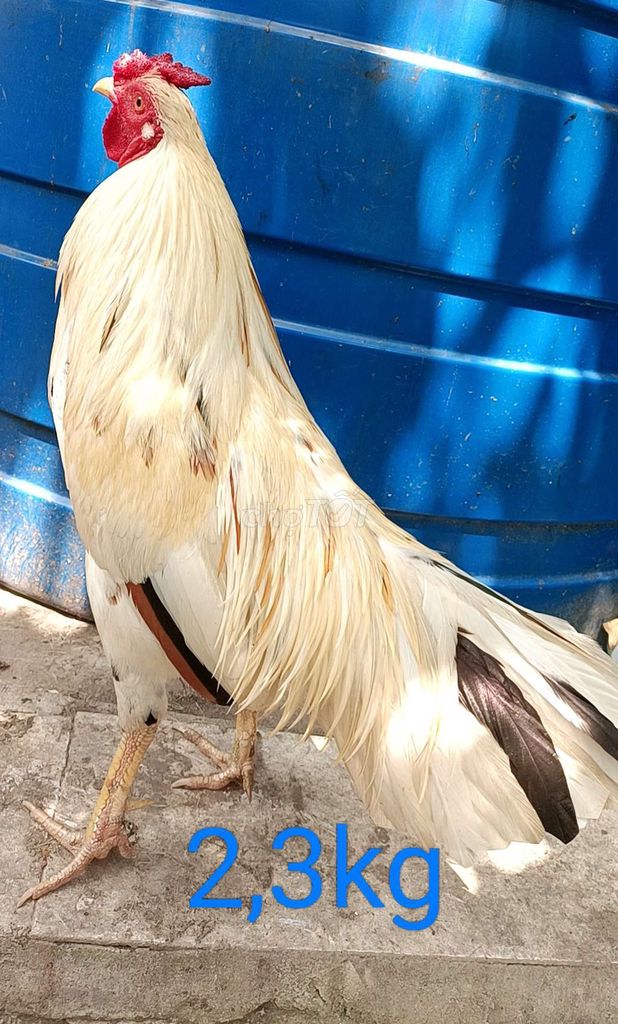 gà 2,4kg bướm mẻ rất mai độ. Mua bán Gà tại Quận Bình Thuỷ Cần Thơ được đăng bởi nguyen van hien hình 1