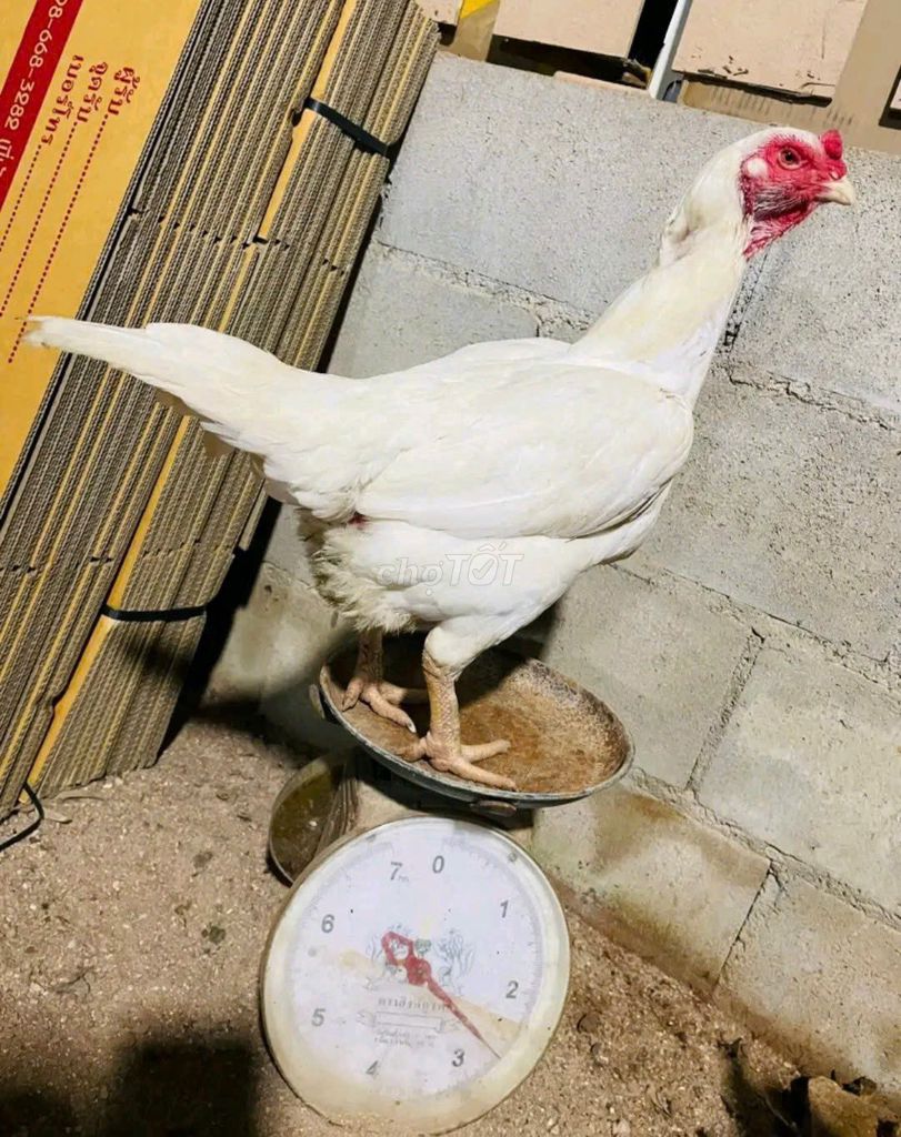 Gà bướm Thái mái 2,6-2,7kg. Mua bán Gà tại Huyện Chơn Thành Bình Phước được đăng bởi Thú Cưng Độc Đẹp Hiếm PND hình 1