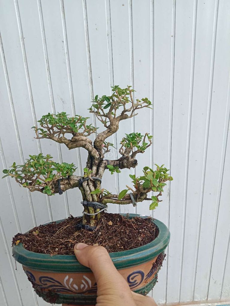 Sam hương bonsai