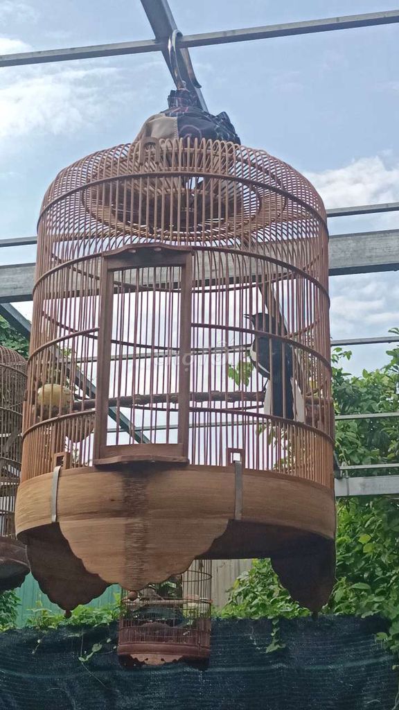 Chòe than hót xù sẹp xòe to. Mua bán Chim tại Thành phố Bến Tre Bến Tre được đăng bởi chích chòe  hình 1