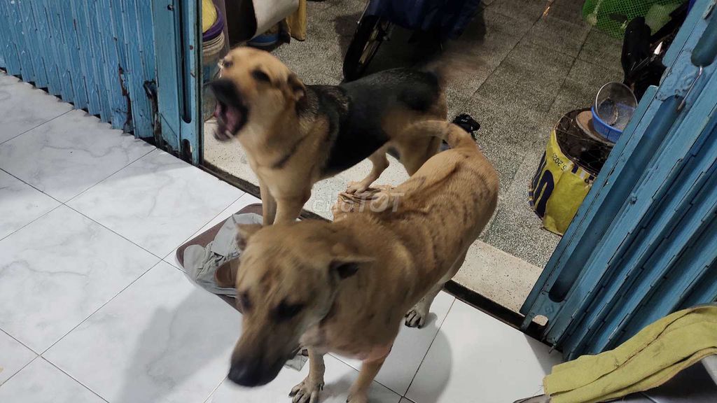 Chó Becgie lai 2 tuổi và Chó lai Phú Quốc 4 tuổil. Mua bán Chó tại Quận 12 Tp Hồ Chí Minh được đăng bởi lee chris hình 1