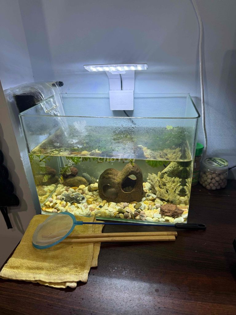 Hồ cá cảnh, bể Kính 20x30cm. Mua bán Phụ kiện, Thức ăn, Dịch vụ tại Quận Bình Tân Tp Hồ Chí Minh được đăng bởi Trần Mến hình 1