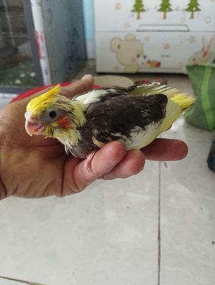 Vẹt Cocktail non. Mua bán Chim tại Huyện Đức Hòa Long An được đăng bởi trantu