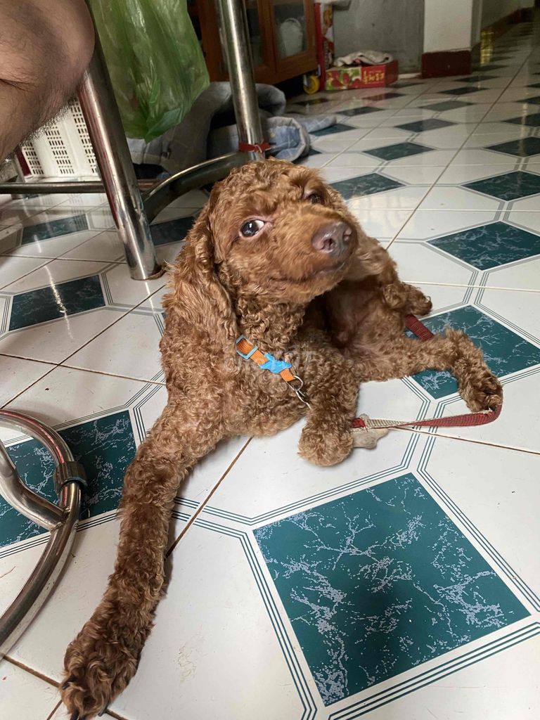 Không có thời gian chăm. Tìm chủ mới cho bé. Mua bán Chó tại Thành phố Long Khánh Đồng Nai được đăng bởi N T K hình 1