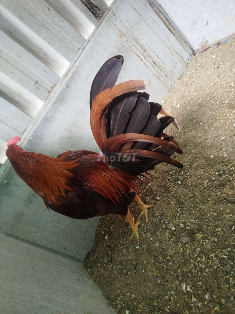 Gà tre khéc mỹ Sweater. Mua bán Gà tại Huyện Chợ Mới An Giang được đăng bởi CH Thú Y Hồng Đạt hình 3