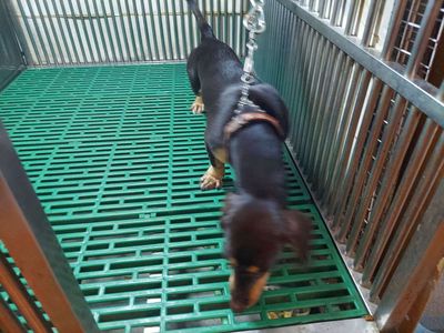 tìm chủ mới cho em poodle cái. Mua bán Chó tại Quận Gò Vấp Tp Hồ Chí Minh được đăng bởi thanhthai632005