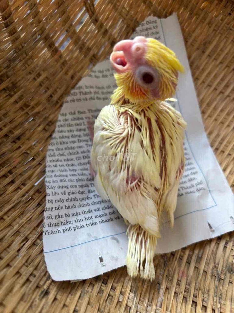Chim Cock lutino Vàng Khỏe mạnh. Mua bán Chim tại Quận Bình Tân Tp Hồ Chí Minh được đăng bởi Soa Duong hình 1