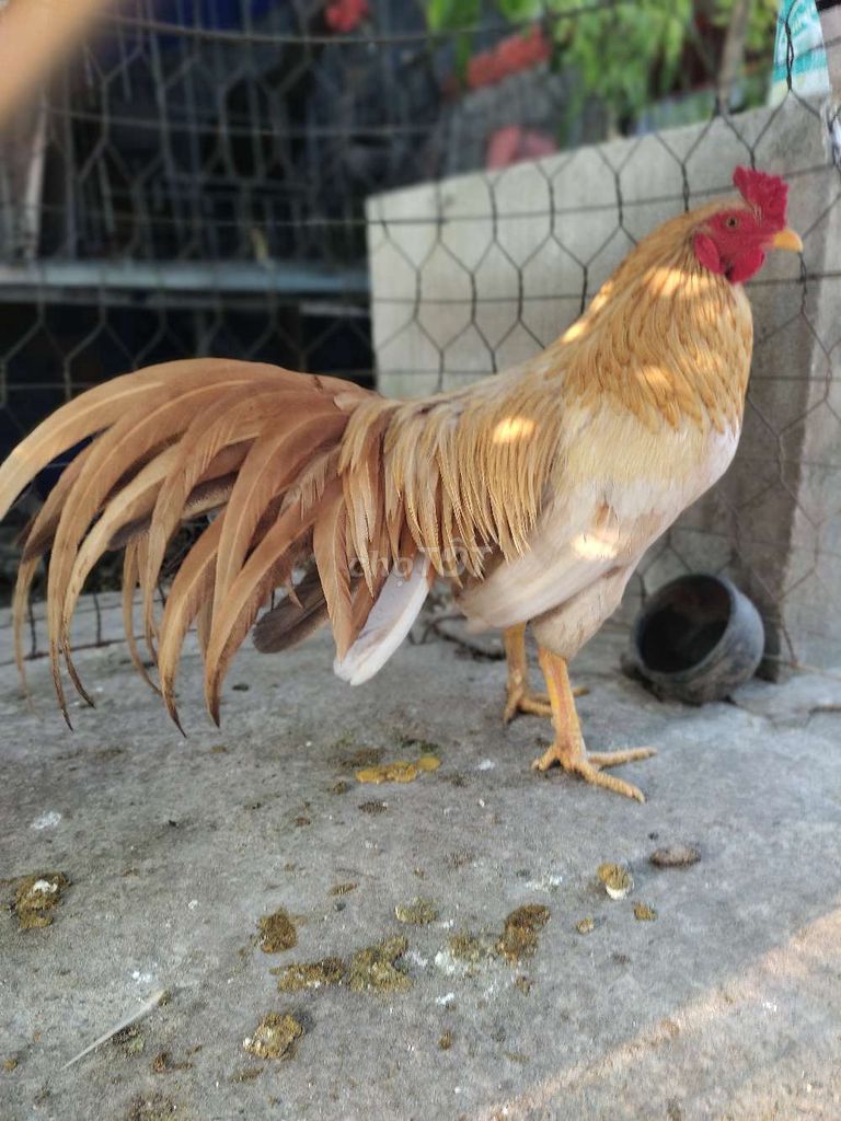 Gà khét sữa. Mua bán Gà tại Quận 12 Tp Hồ Chí Minh được đăng bởi gà nòi sanh sữa  hình 1