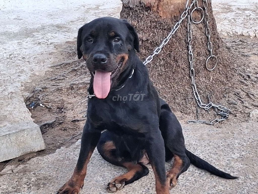Chó Rottweiler Cái 1 Lứa. Mua bán Chó tại Huyện Bình Chánh Tp Hồ Chí Minh được đăng bởi Nhân Rottweiler  hình 1