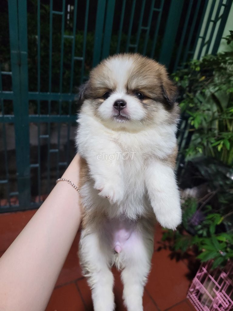 Chó Pomapoo 2 tháng Đốm. Mua bán Chó tại Huyện Thanh Trì Hà Nội được đăng bởi Kem hình 1
