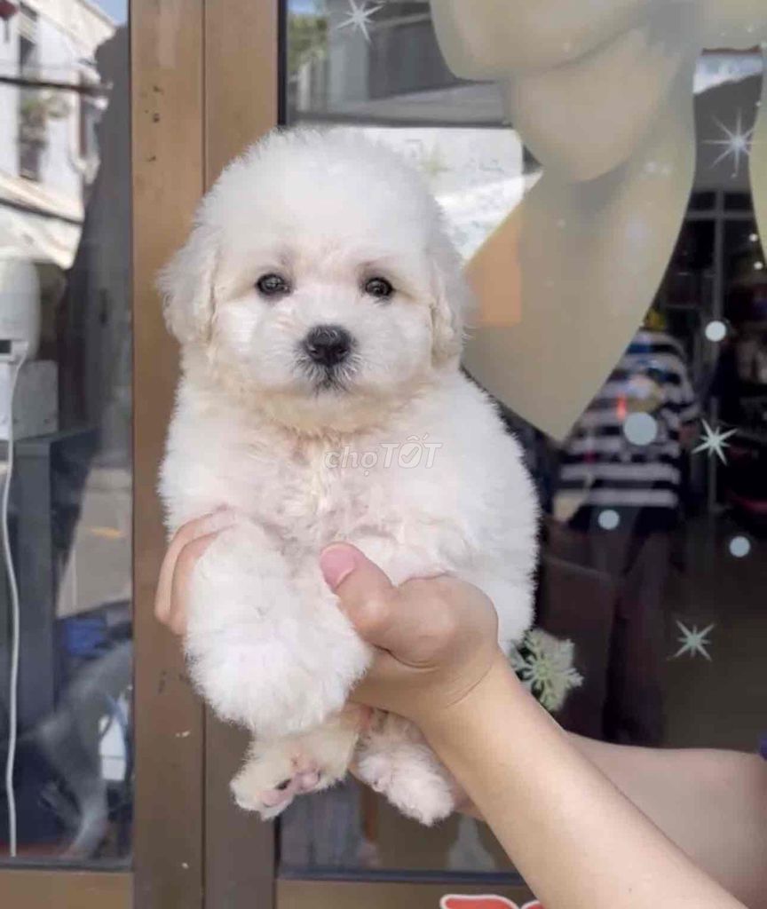 Poodle thuần chuẩn giá rẻ Đà Nẵng, Thanh Khê. Mua bán Chó tại Quận Thanh Khê Đà Nẵng được đăng bởi Thy Thy hình 1