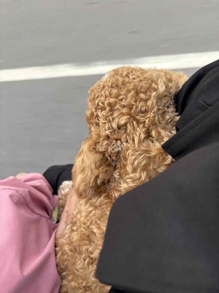 chó màu vàng tầm 3kg mấy. Mua bán Chó tại Huyện Long Thành Đồng Nai được đăng bởi Phan thị Tuyet my hình 2