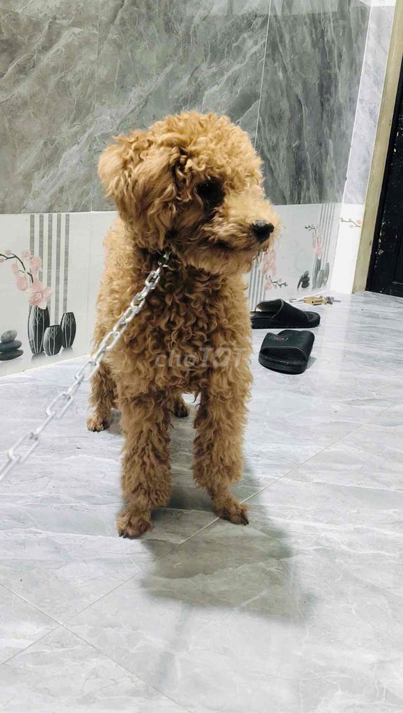 poodle nâu đỏ