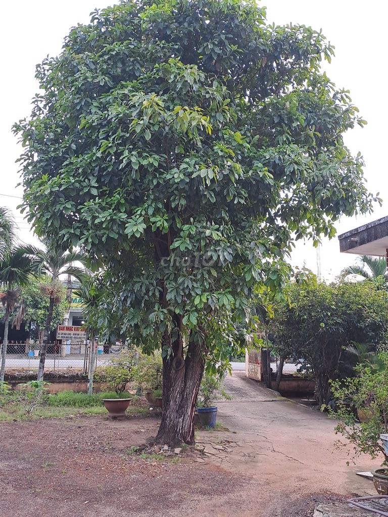 Cây cảnh Lộc vừng. Mua bán Cây cảnh, đồ trang trí tại Huyện Long Thành Đồng Nai được đăng bởi Nguyễn Đình Thanh hình 1