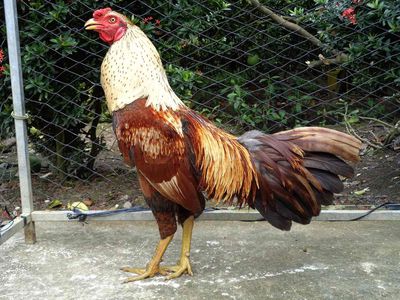 muốn tìm mua gà đá thua độ về nấu giả cầy. Mua bán Gà tại Thị xã Bến Cát Bình Dương được đăng bởi Tên chưa cung cấp