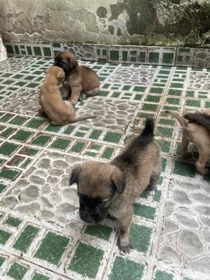 Chó Phú Quốc lai 1 tháng tuổi