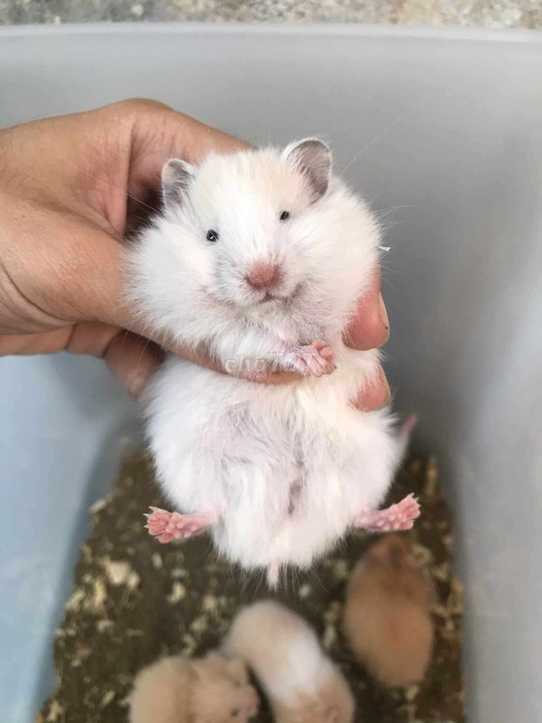 Hamster Bear xù lai form to baby. Mua bán Thú cưng khác tại Quận Bình Tân Tp Hồ Chí Minh được đăng bởi Ở trọ bày đặt bán chụtt hình 1