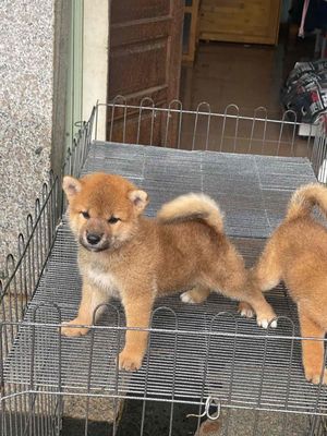 Chó Shiba Inu Cái 5Tháng Thuần Chủng. Mua bán Chó tại Quận Gò Vấp Tp Hồ Chí Minh được đăng bởi Xe tự lái