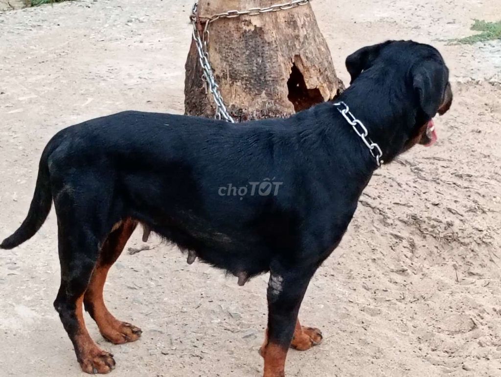 Chó Rottweiler cái đã sinh sản. Mua bán Chó tại Huyện Đức Hòa Long An được đăng bởi Nhân Rottweiler  hình 1