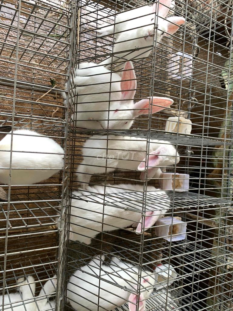 Thỏ cảnh Baby. Mua bán Thú cưng khác tại Quận Bình Tân Tp Hồ Chí Minh được đăng bởi Trọng Ngô hình 1